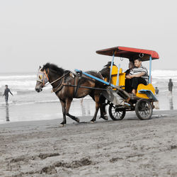 People sitting in horsedrawn at beach