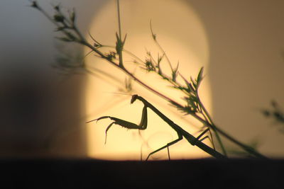 Close-up of insect on plant at sunset