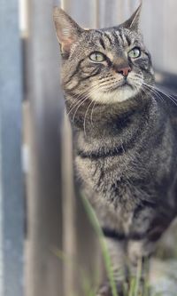 Close-up portrait of a cat