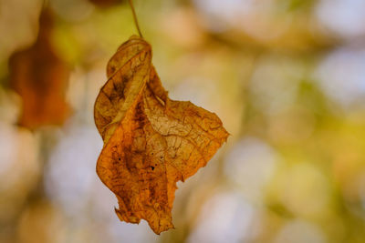 Close-up of dried autumn leaf against blurred background