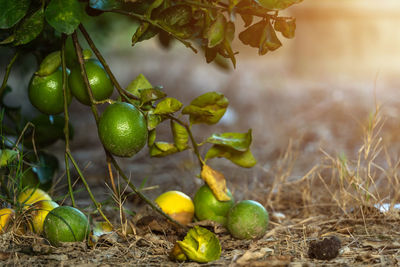 Close-up of fruit growing on field