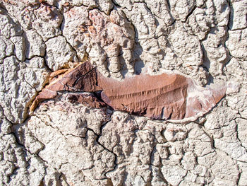 Close-up of tree