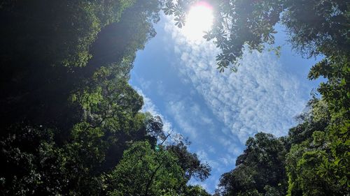 Low angle view of trees against sky