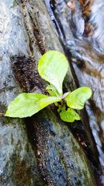 High angle view of leaves on tree trunk