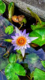 Close-up of lotus water lily in pond