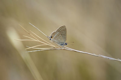 Butterfly on plant