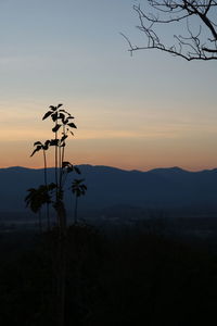 Silhouette tree on field against sky at sunset