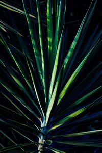 Full frame shot of palm leaf