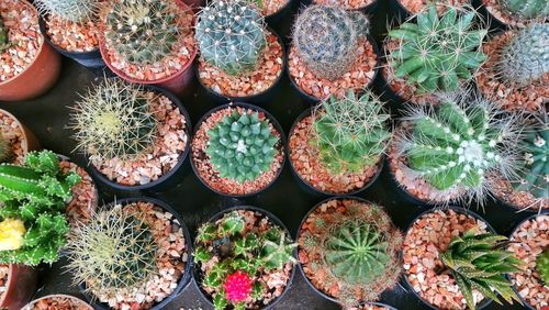 High angle view of cactus plants