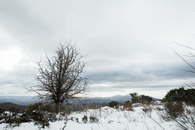 Bare tree on snow covered land against sky