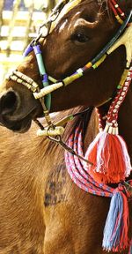 Close-up of horse riding