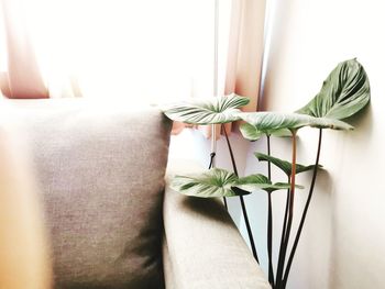 Close-up of potted plant by window at home