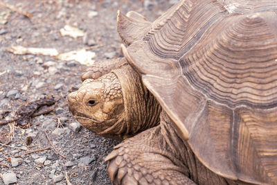 Close-up of turtle in a field