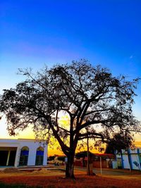 Tree by building against blue sky