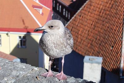 Close-up of bird perching on railing