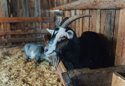 Close-up of goat