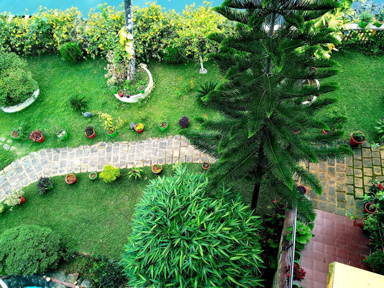 HIGH ANGLE VIEW OF TREES IN PARK