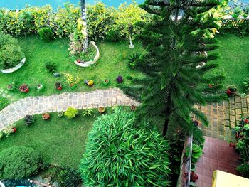 High angle view of plants