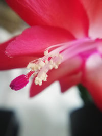 Close-up of pink rose flower