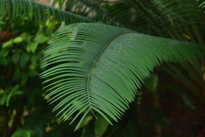 Close-up of green leaves