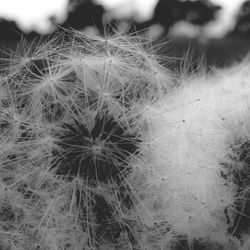 Close-up of dandelion