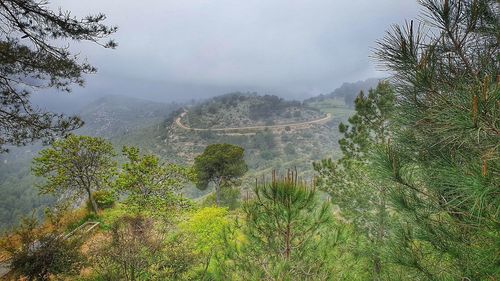 Landscape of mountains and misty forests