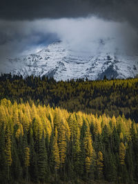 Scenic view of larch trees against moody mountain range