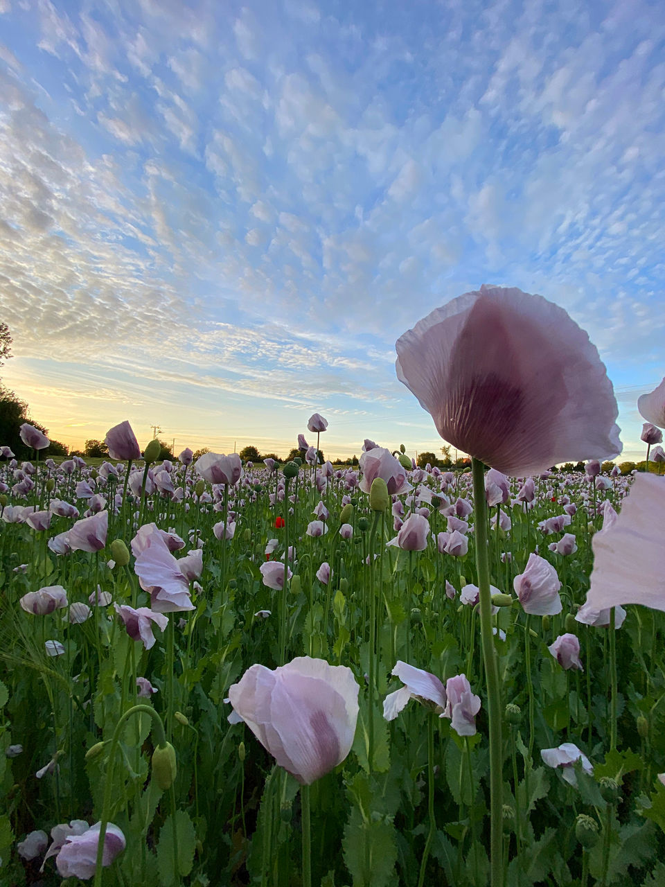 CLOSE-UP OF PURPLE FLOWERING PLANTS ON LAND