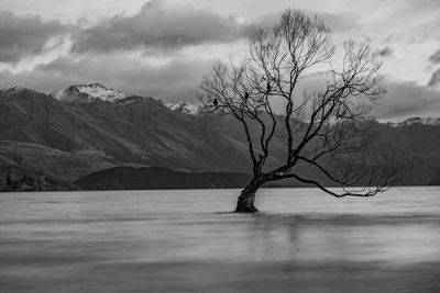 Bare tree by snowcapped mountain against sky