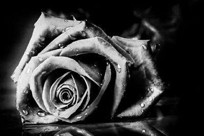 Close-up of rose against black background