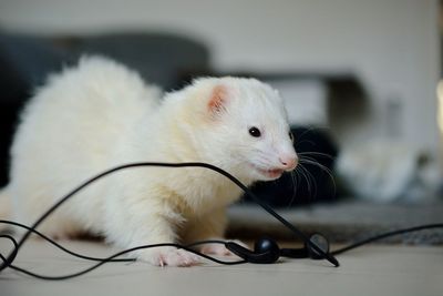 Close-up of white ferret and headphones on table