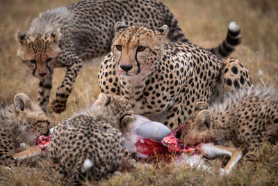 Cheetahs eating animal on field