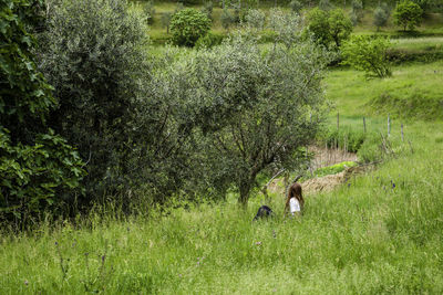 View of a horse on field