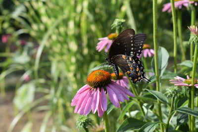 Butterfly on pink flower