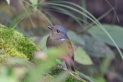 Close-up of bird perching on plant