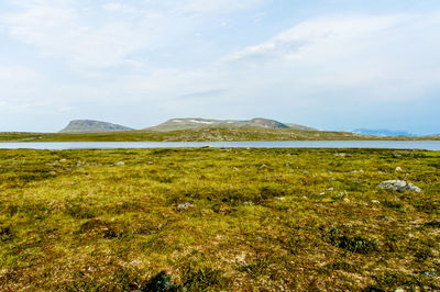 Scenic view of grassy field against sky