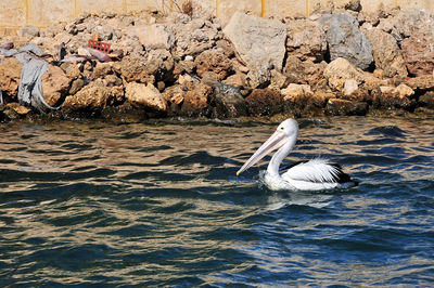 Swan swimming in lake