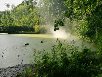 Scenic view of river against trees