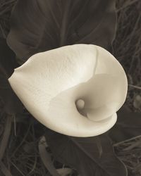 white color
