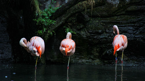 Flock of birds in lake