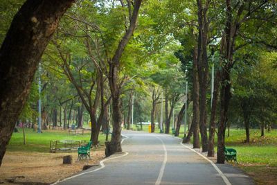 Road amidst trees in park