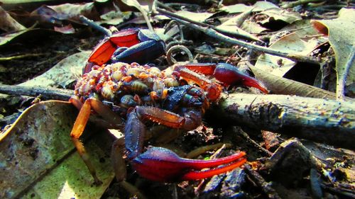 Close-up of food