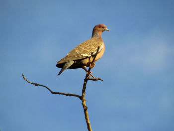 Low angle view of dove perching on branch against sky