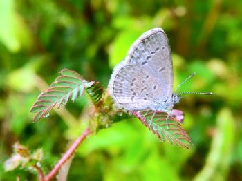 Close-up of butterfly on flower