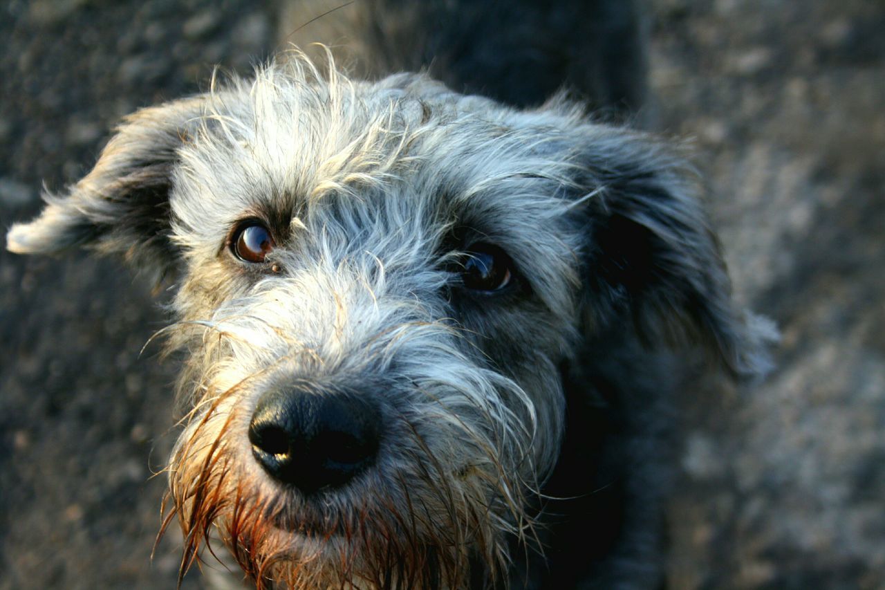 animal themes, one animal, close-up, portrait, mammal, animal head, looking at camera, domestic animals, focus on foreground, pets, animal body part, animal hair, dog, animal eye, front view, snout, no people, outdoors, day