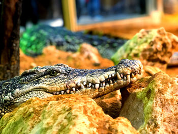 Close-up of crocodile