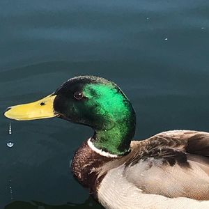 Close-up of a duck in lake