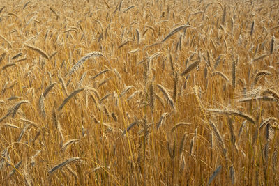 Background of many ears of yellow-orange rye, the background is out of focus