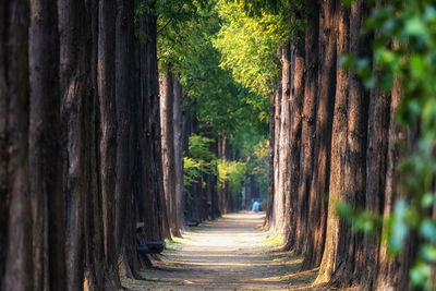 View of bamboo trees in forest