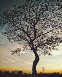 Silhouette bare tree on field against sky at sunset